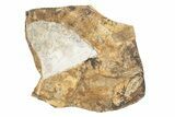 Fossil Ginkgo Leaf From North Dakota - Paleocene #247123-1